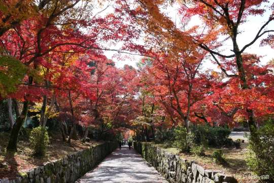 興聖寺琴板紅葉