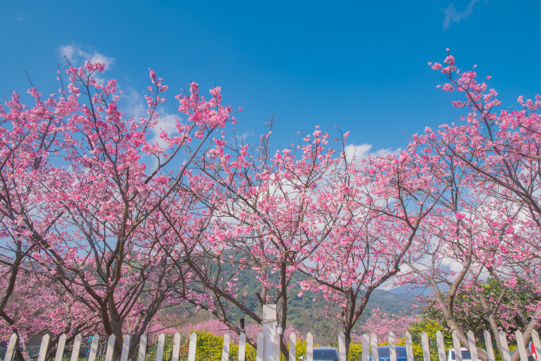 台北櫻花季|陽明山國家公園