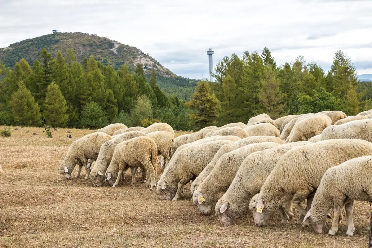 ที่เที่ยวพัทยา