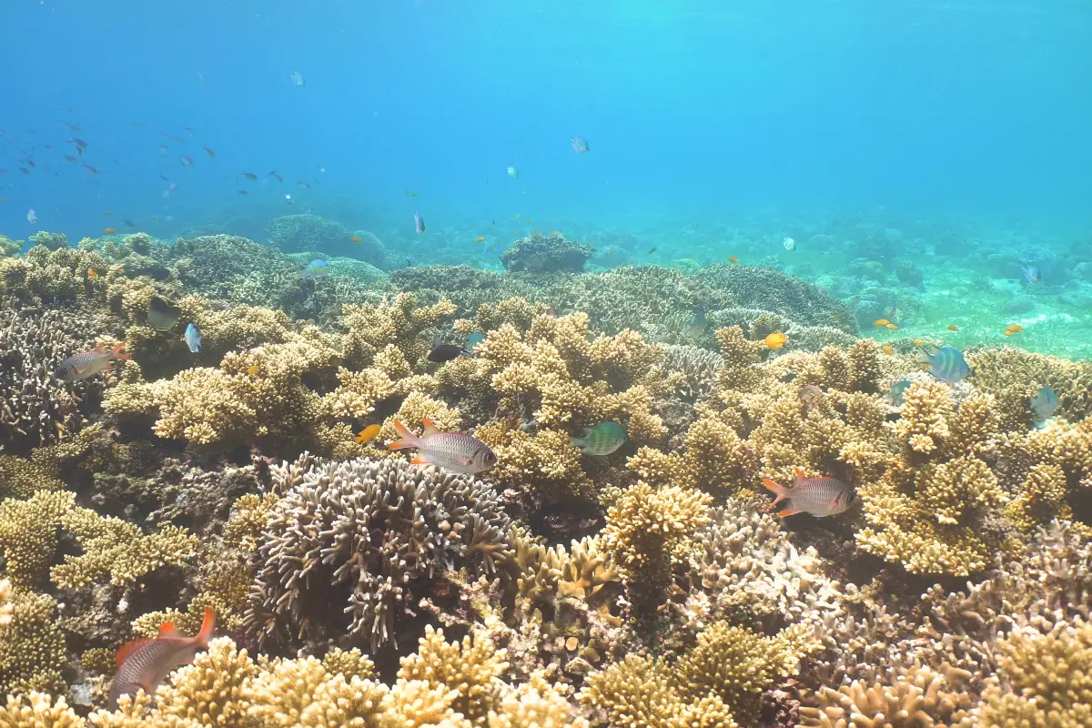 三亞潛水, 亞龍灣
