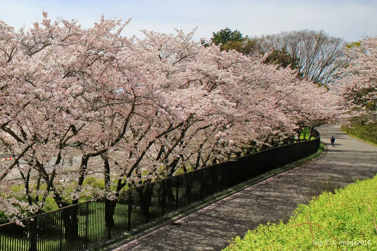 大阪櫻花|萬博紀念公園