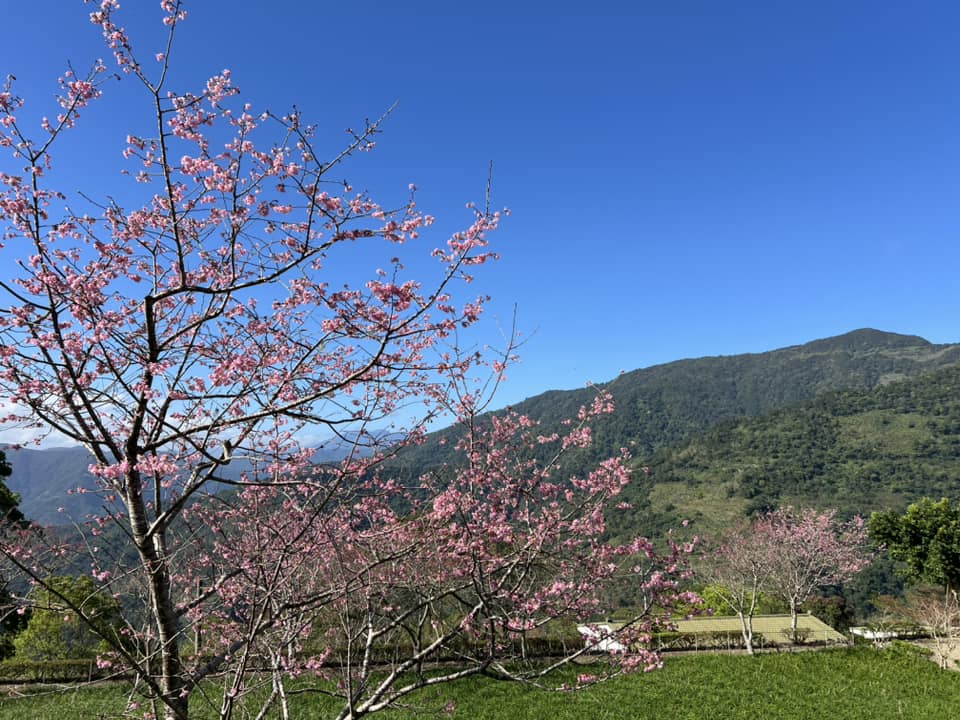 台東櫻花季|青山農場