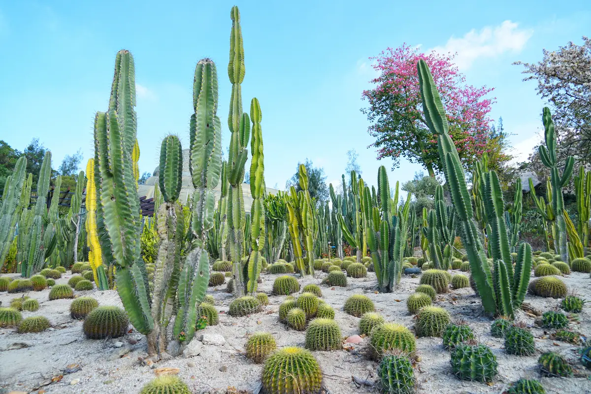 สวนพฤกษศาสตร์เซียะเหมิน