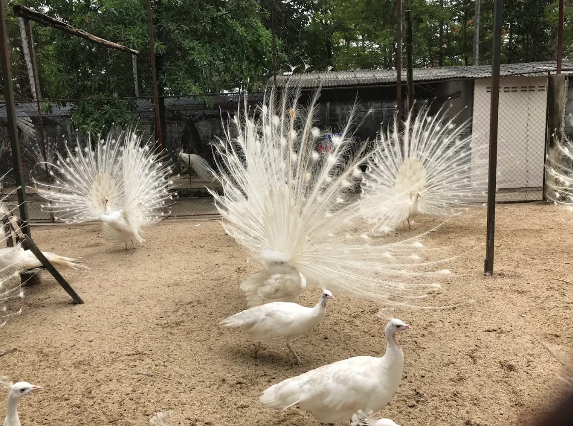 สวนนกยูง กวางดาว & แกะสามพราน