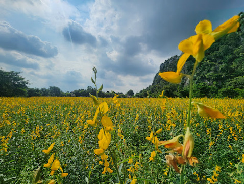 ทุ่งสิริสมัย