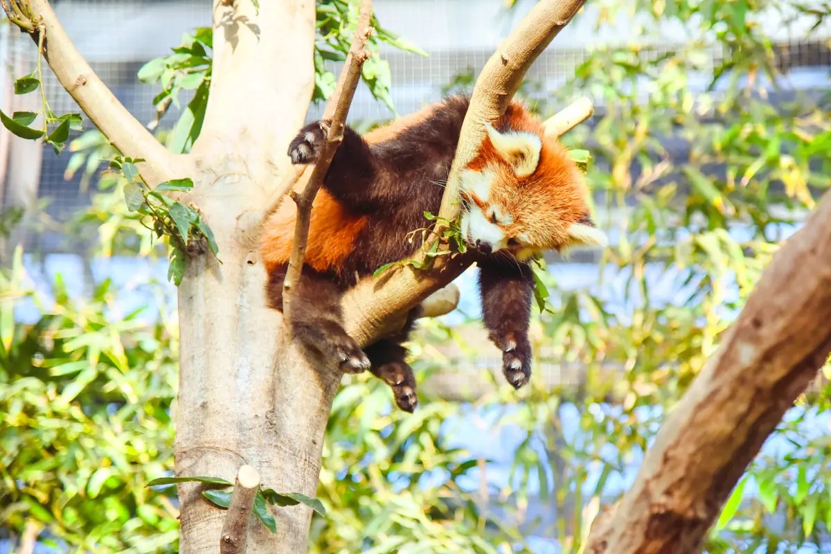 神戶動物王國｜亞洲森林
