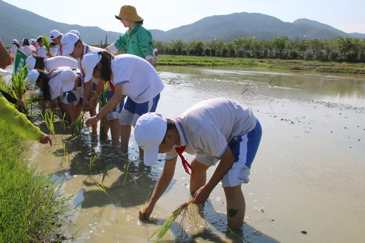 水稻國家公園袁隆平水稻試驗田