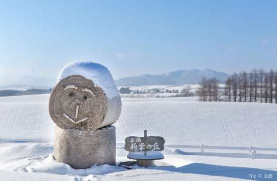 삿포로에서 비에이 명소