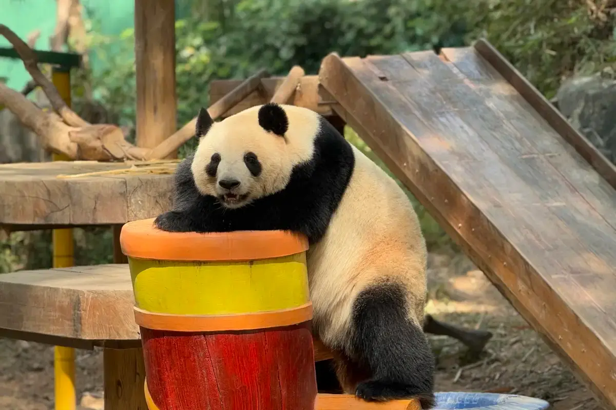 Guangzhou Chimelong Safari Park