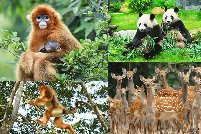 深圳動物園