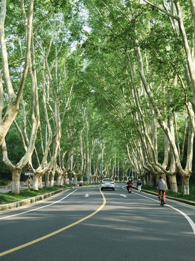 頤和路梧桐大道