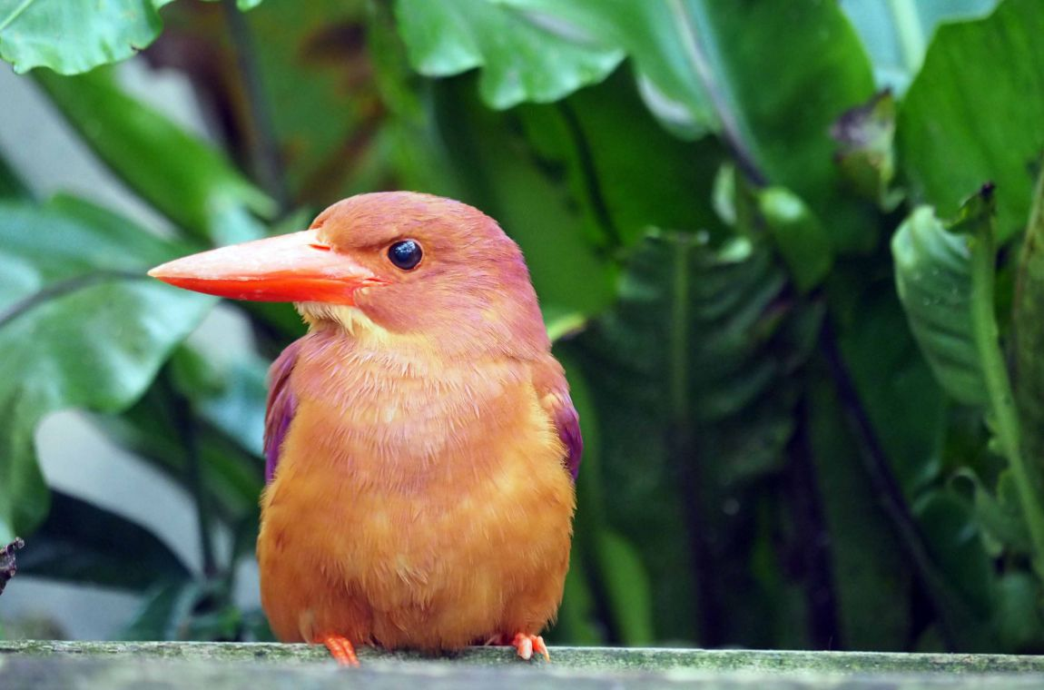 沖繩兒童王國｜必看亮點 動物園區｜琉球弧