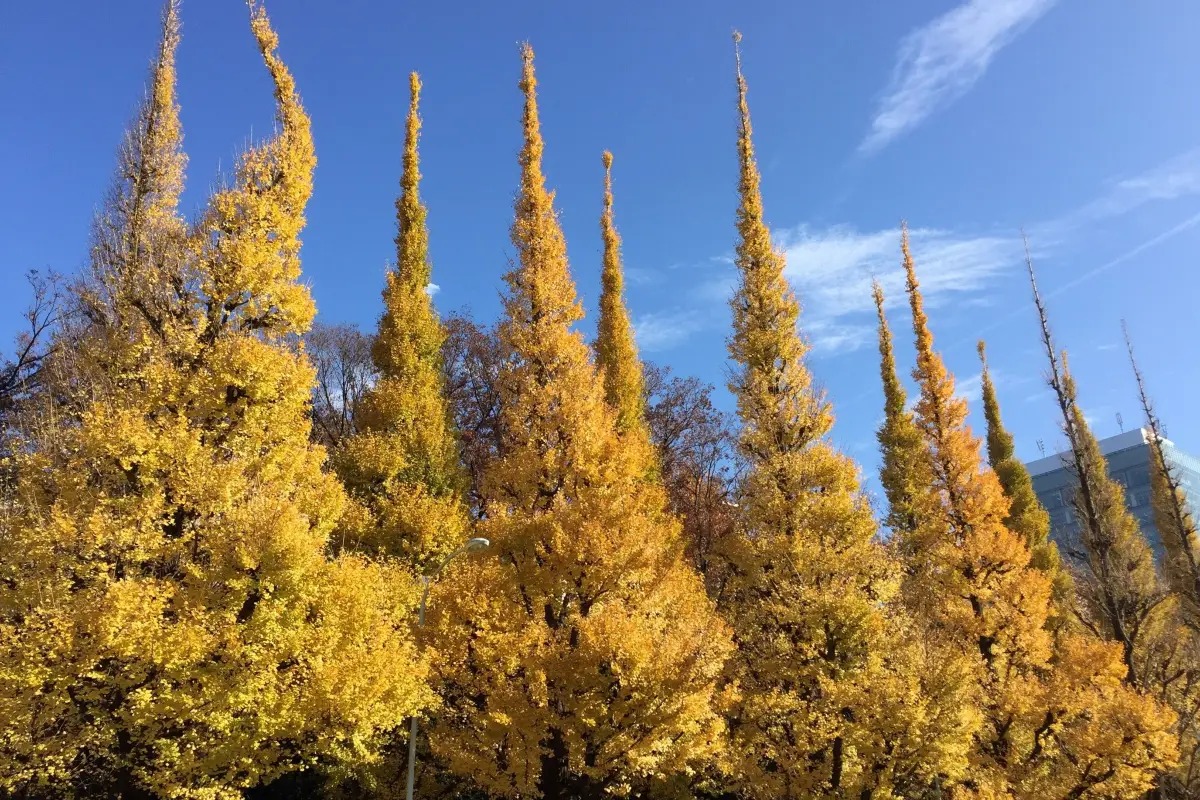 明治神宮外苑銀杏林