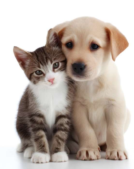 น้องหมาน้องแมวขึ้นเครื่องบิน