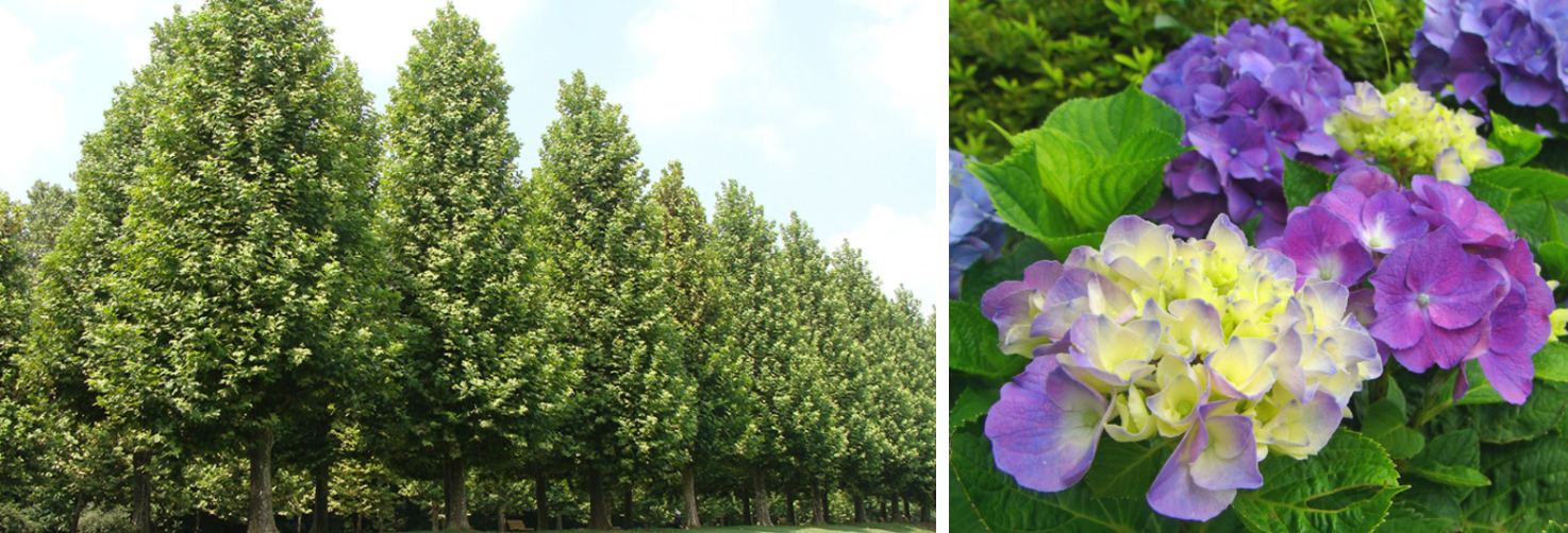 新宿御苑門票 | 夏天