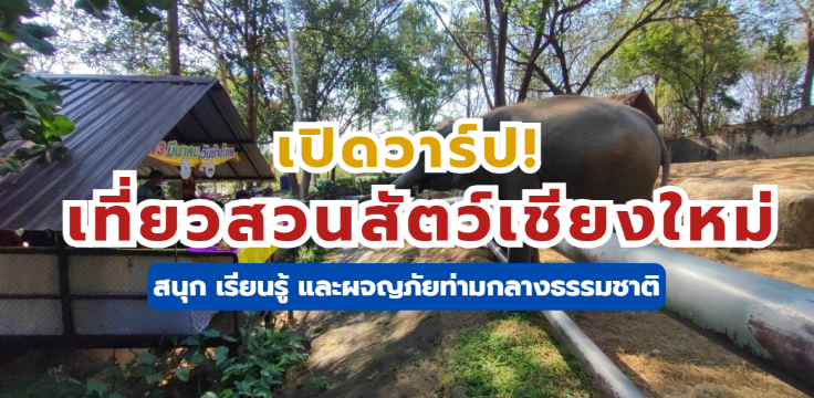 เปิดวาร์ป! เที่ยวสวนสัตว์เชียงใหม่ สนุก เรียนรู้ และผจญภัยท่ามกลางธรรมชาติ | Trip,com