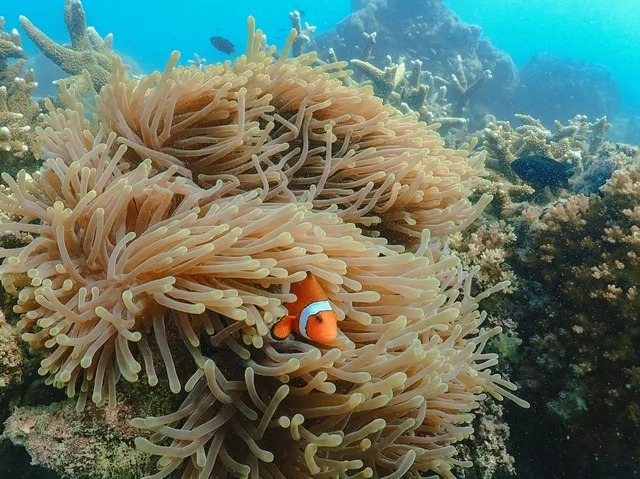 ปะการังสวย หาดลูกลม เกาะแสมสาร อำเภอสัตหีบ จังหวัดชลบุรี