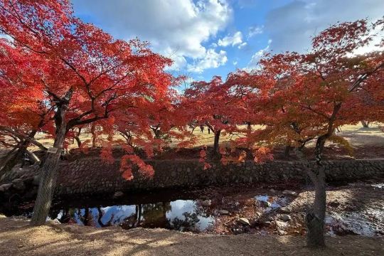 Autumn maple trees reflected in a stream in Kyoto