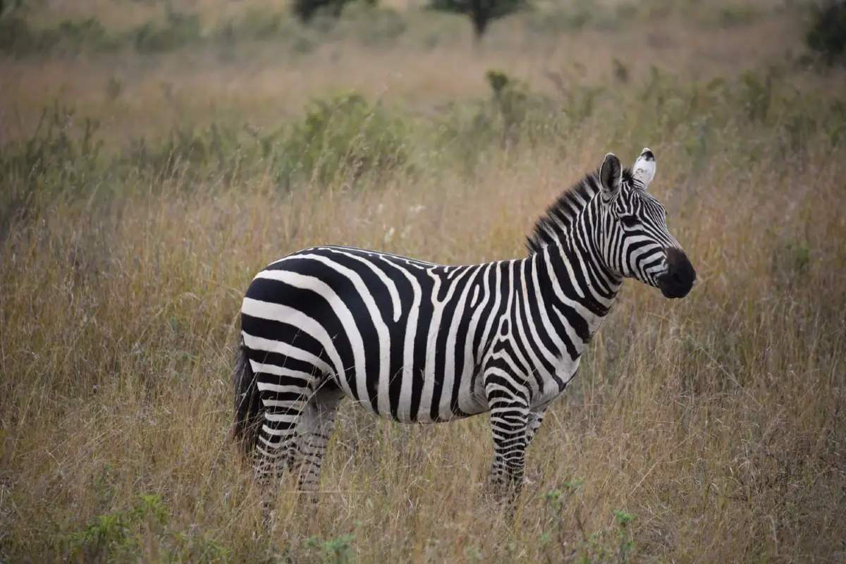 高雄景點, 高雄市壽山動物園