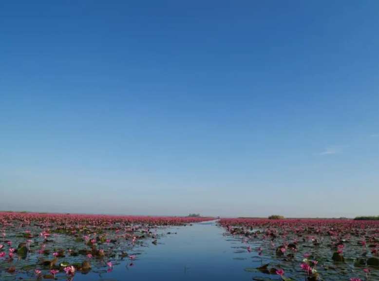 ทะเลบัวแดง หนองหาน