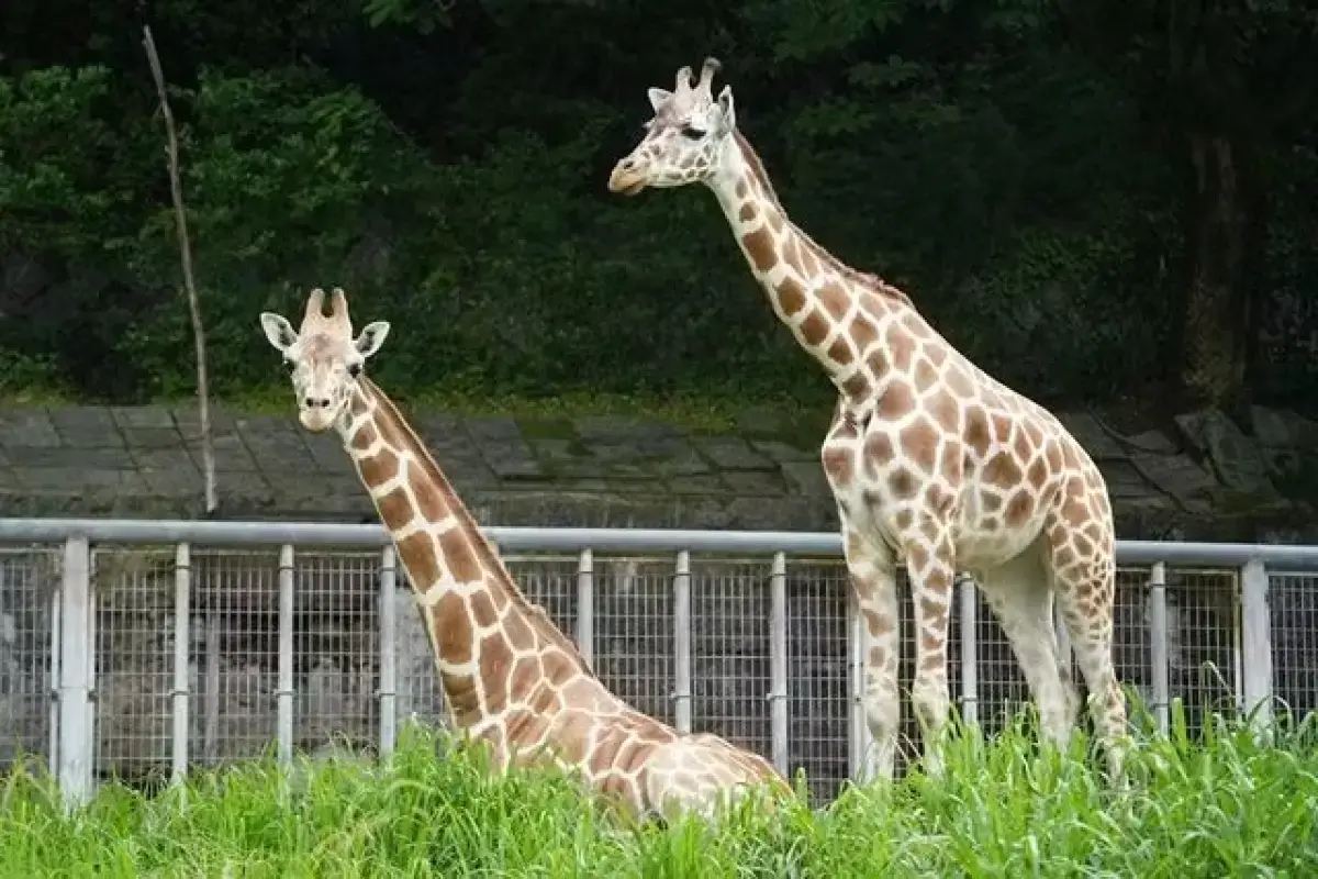 名古屋景點 #7 東山植物動物園