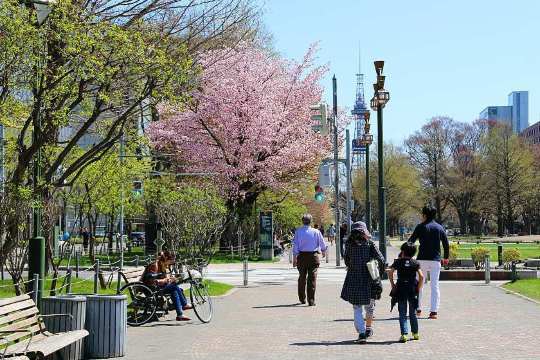 삿포로 벚꽃 꿀팁