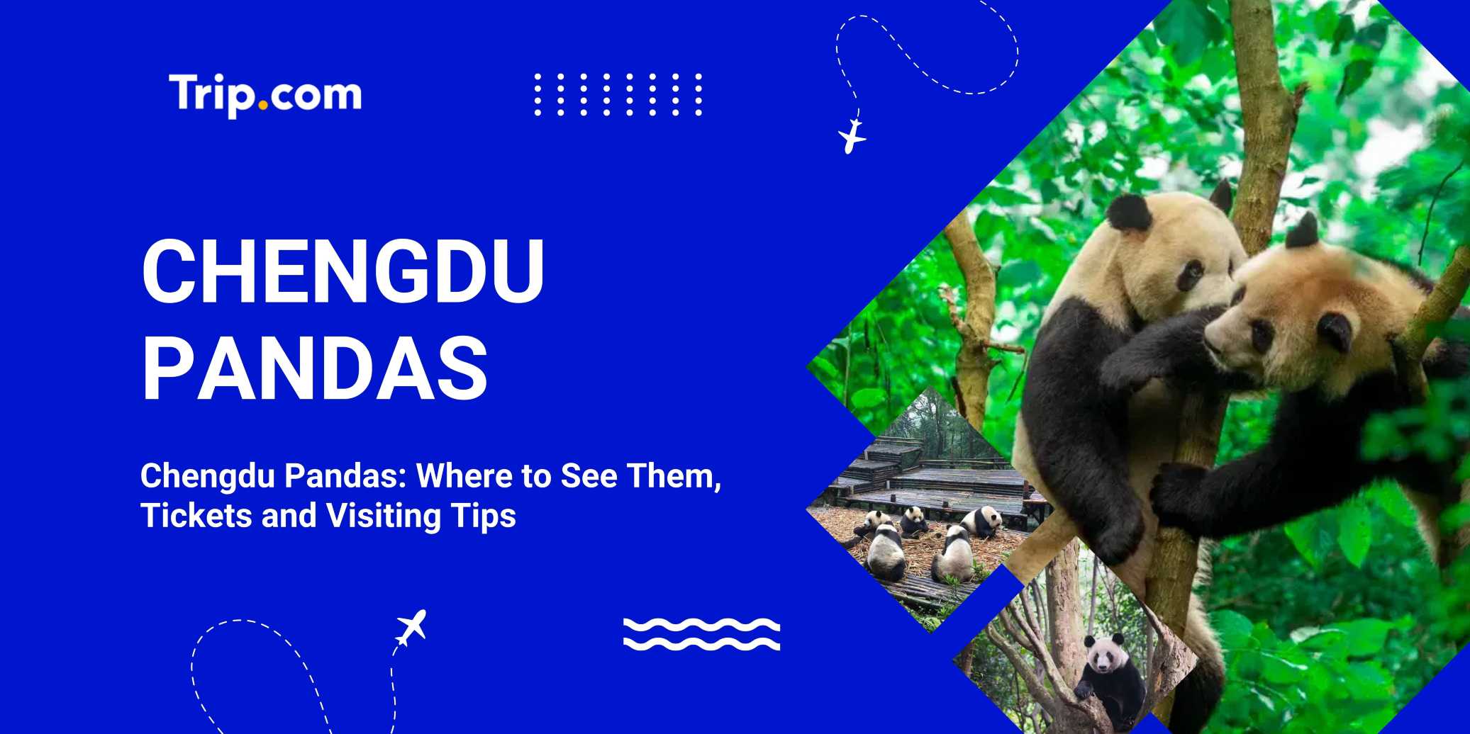 Chengdu Pandas