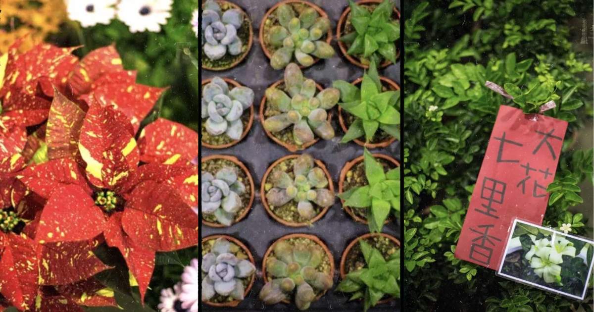 different flowers at Jianguo Holiday Flower Market