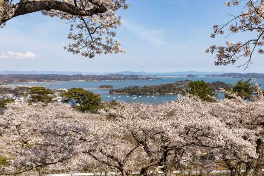 櫻花加松島