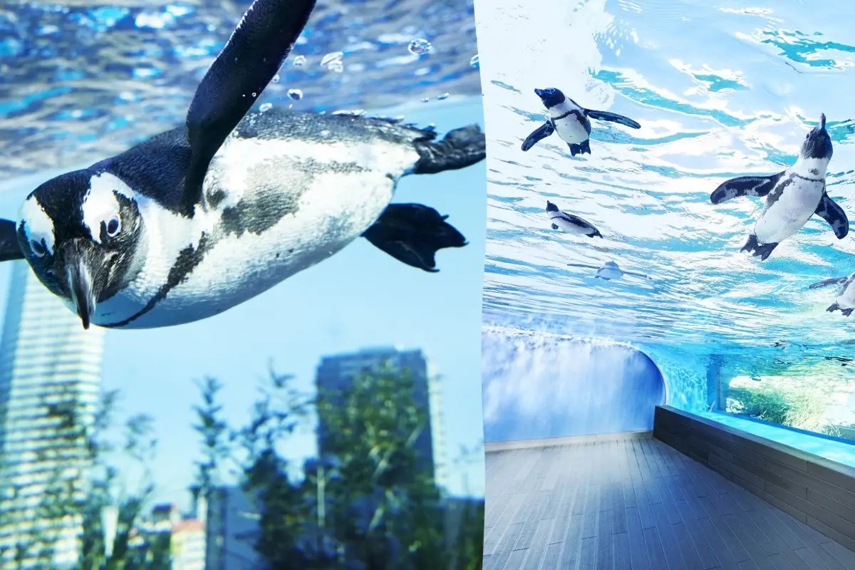 東京水族館推薦 #2 陽光水族館