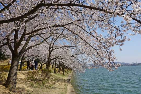 경주 벚꽃 가볼만한 곳 