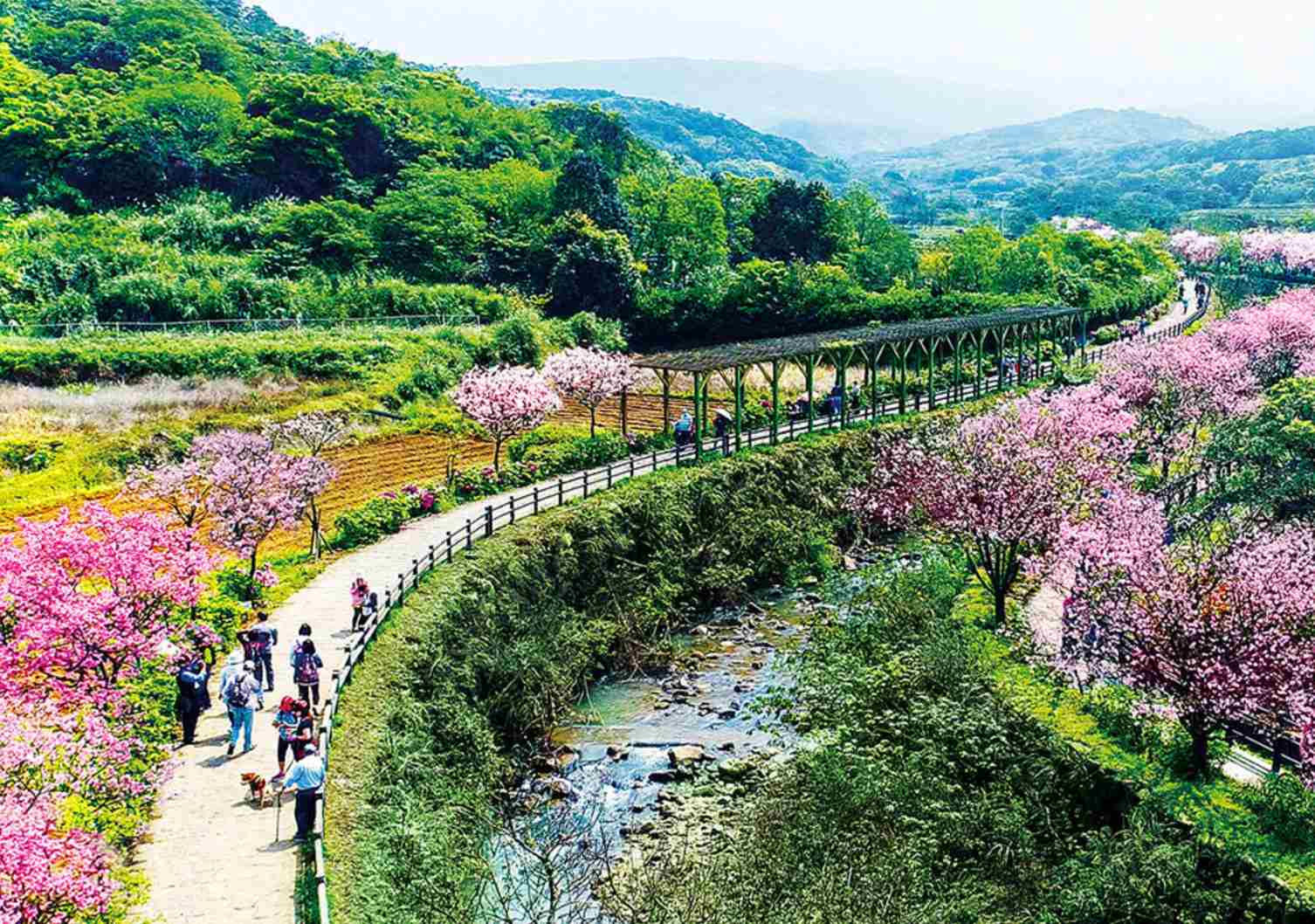 台北櫻花 | 三芝三生步道
