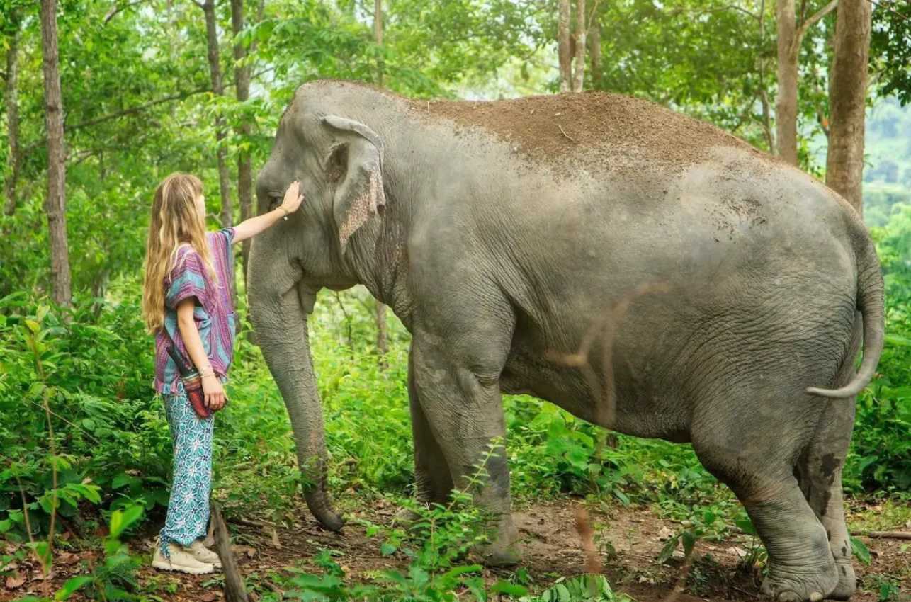 เชียงใหม่ เอเลเฟ่น จังเกิ้ล แซงชัวรี