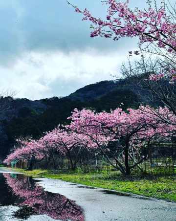 대마도 벚꽃 명소, 사스나 