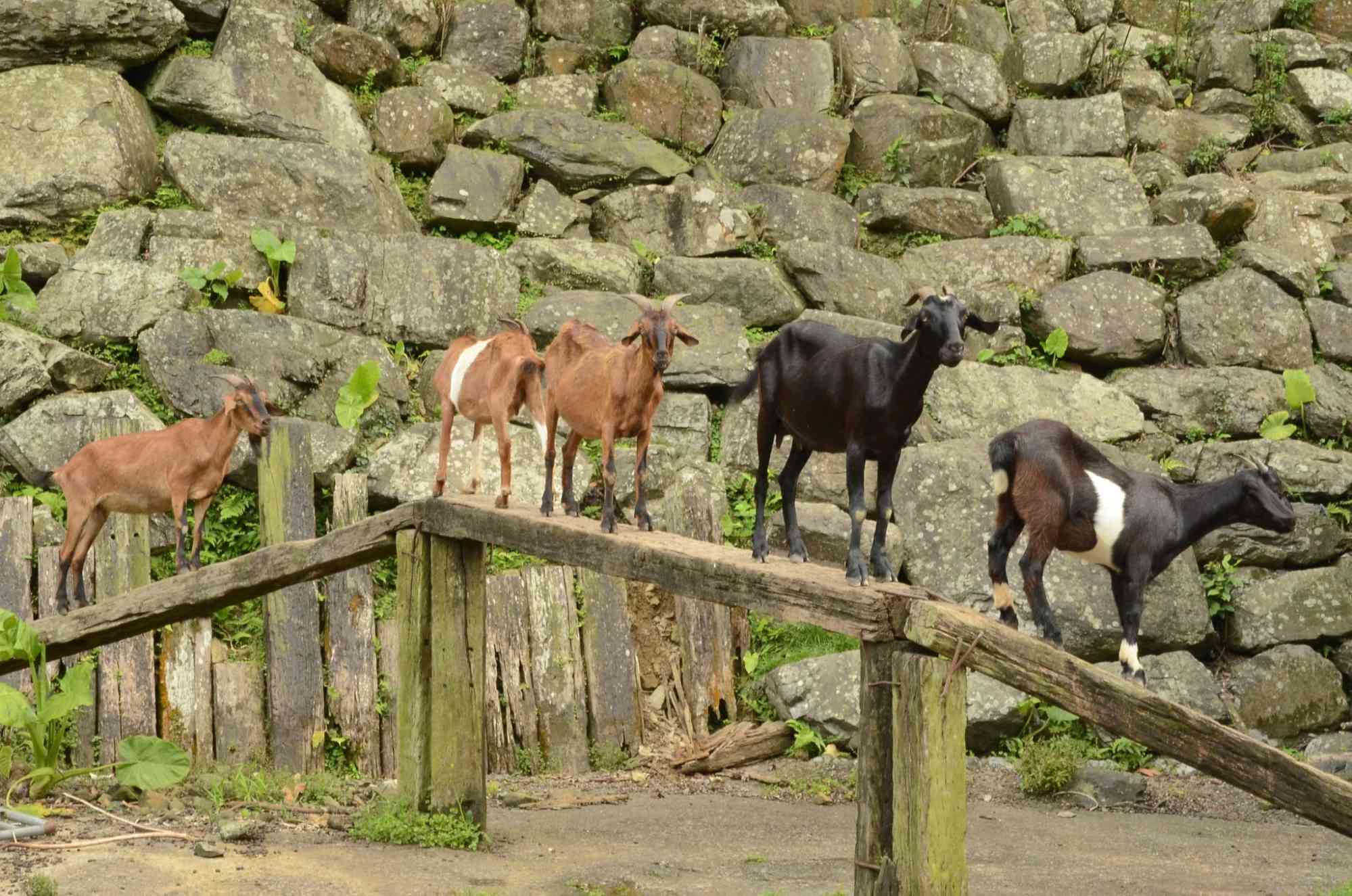 宜蘭農場｜頭城休閒農場