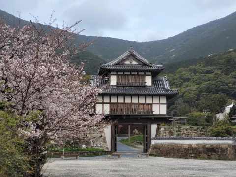 대마도 벚꽃 여행 일정