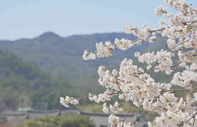 경주 벚꽃 여행 