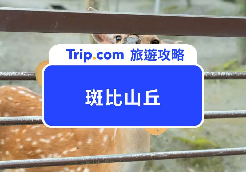 斑比山丘