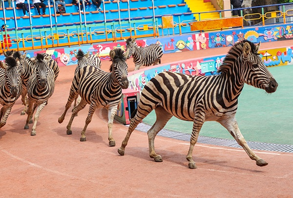 上海野生動物園