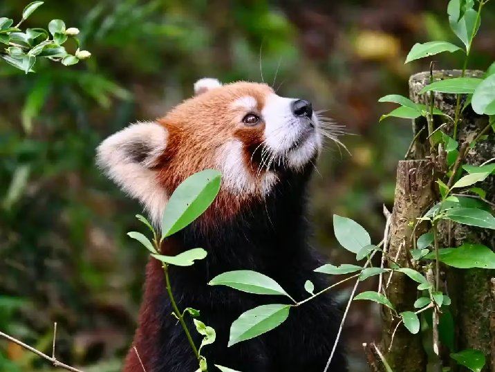 What to See at Chengdu Panda Base | REd Pandas