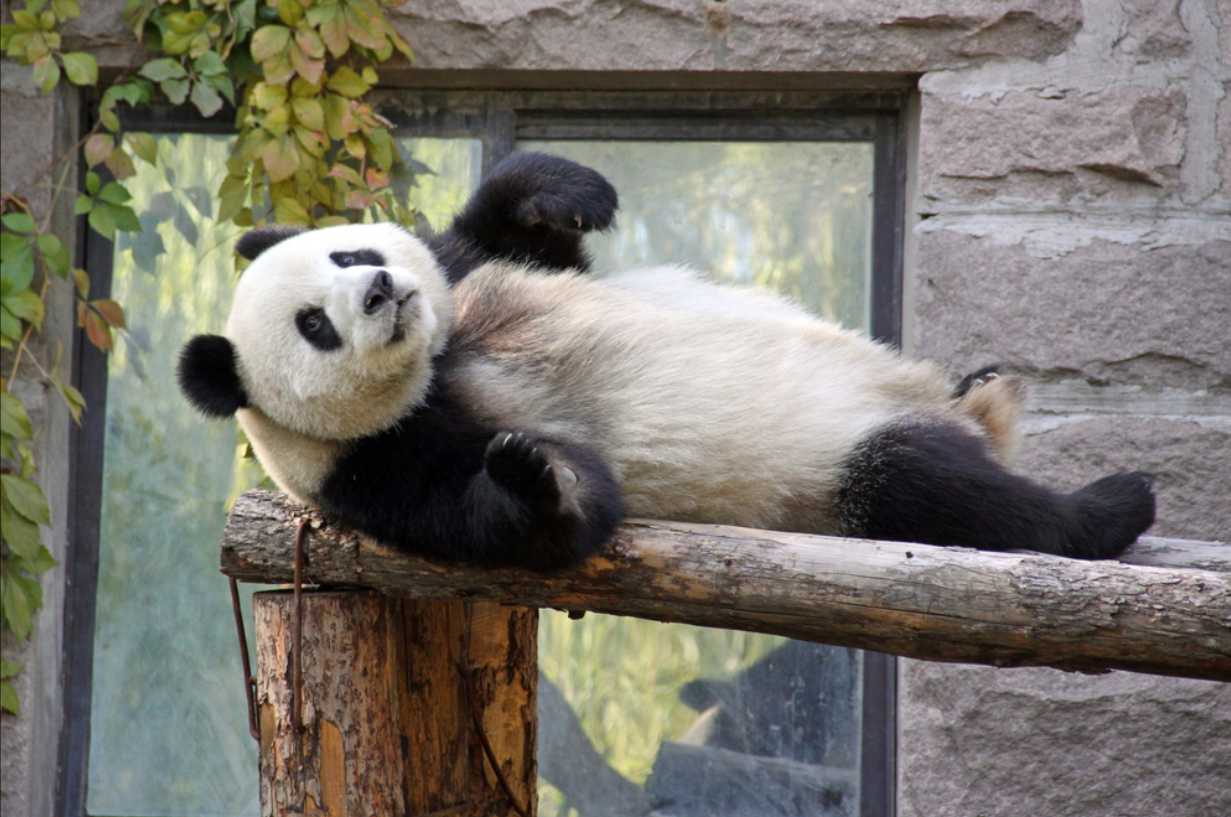 ศูนย์วิจัยแพนด้า