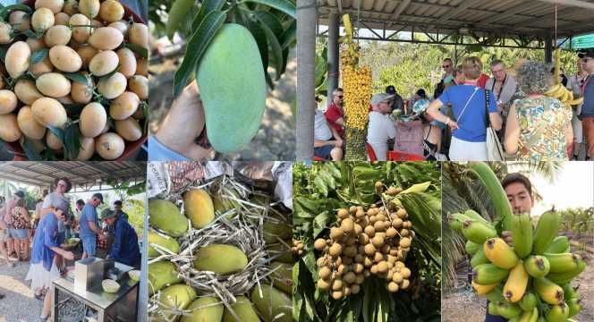 สวนผลไม้สมุทรสาคร