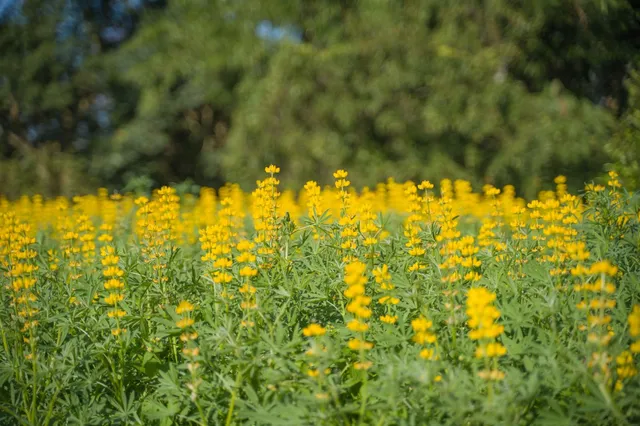 貓空纜車附近必遊景點#3 樟樹步道魯冰花