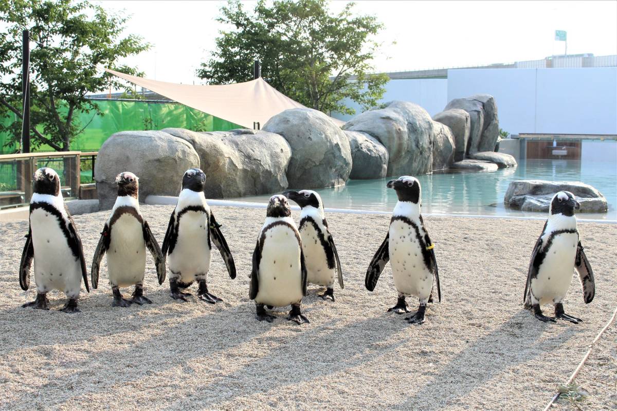 日本東北必訪景點 #4 仙台海洋森林水族館