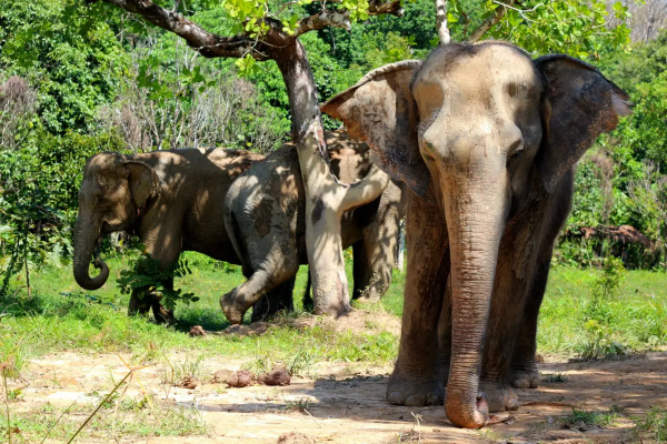 Phuket Elephant Sanctuary