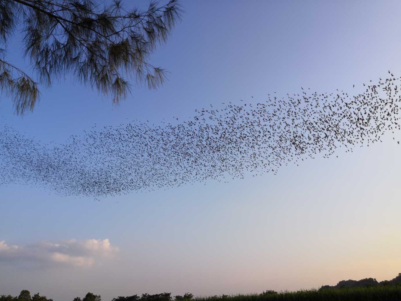 ถ้ำค้างคาว ภูผาม่าน - ที่เที่ยวภูผาม่าน