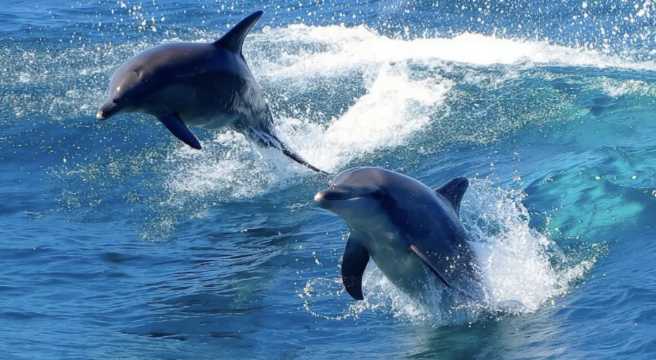 시드니 근교 도시 