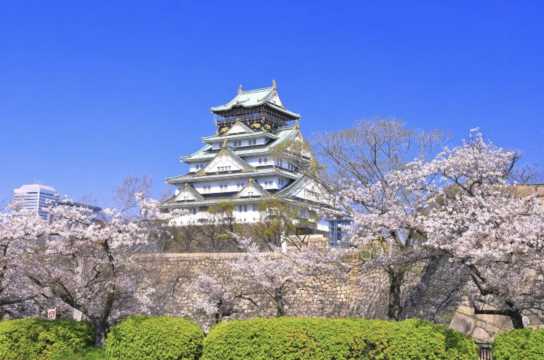 일본 벚꽃 오사카성