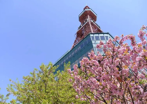 삿포로 벚꽃, 오도리 공원