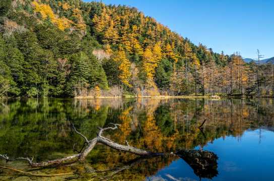 คามิโคจิ